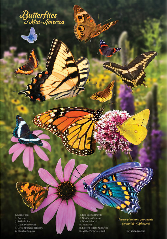 Butterflies of Mid-America Poster